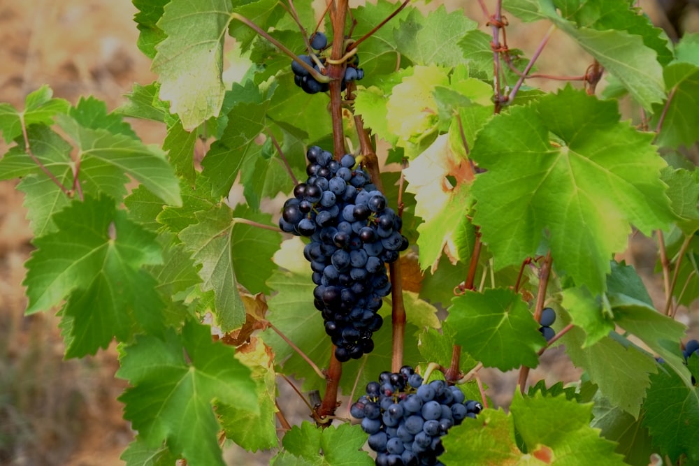 Frutti rotondi neri su foglie verdi