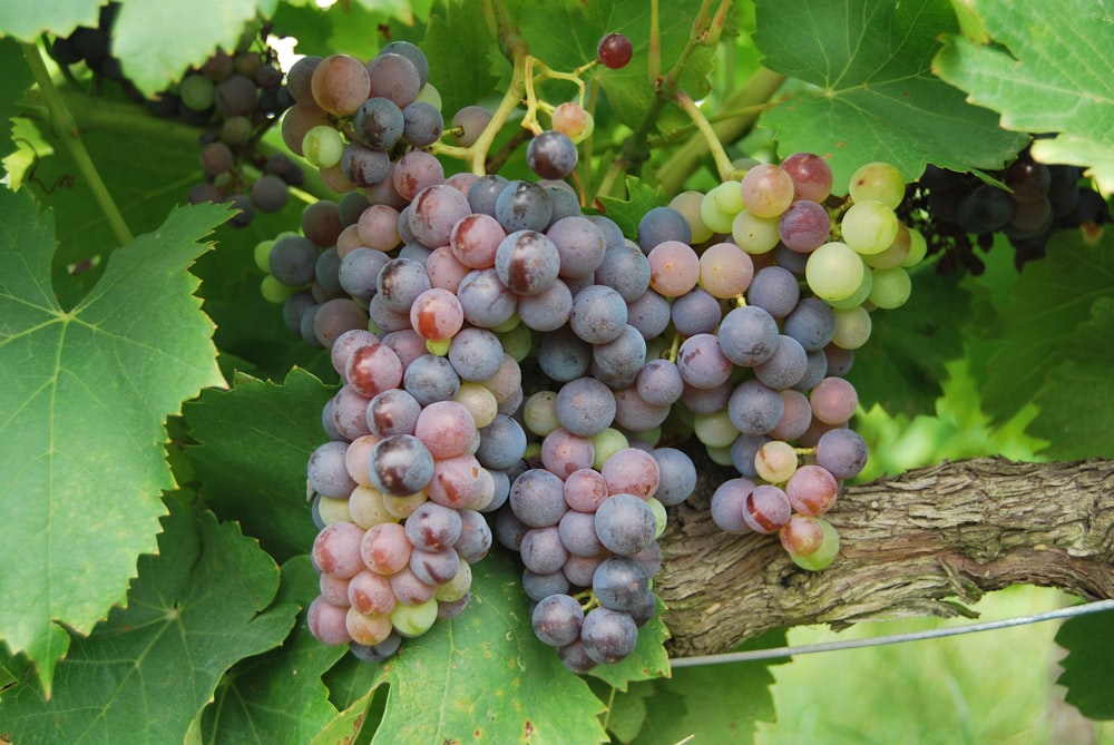 purple grapes on brown wooden table