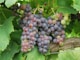 purple grapes on brown wooden table