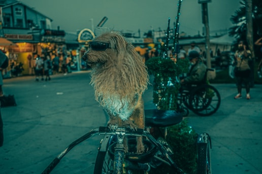 A dog with curly fur is sitting on a tricycle in an urban setting at dusk or evening. The dog is wearing sunglasses and appears to be the focal point of the scene. In the background, there are people walking and some buildings with illuminated signs and lights. The overall ambiance has a bluish-green tone.