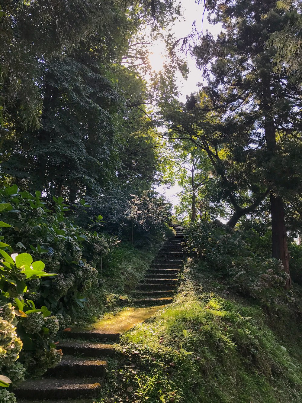 Alberi e piante verdi durante il giorno