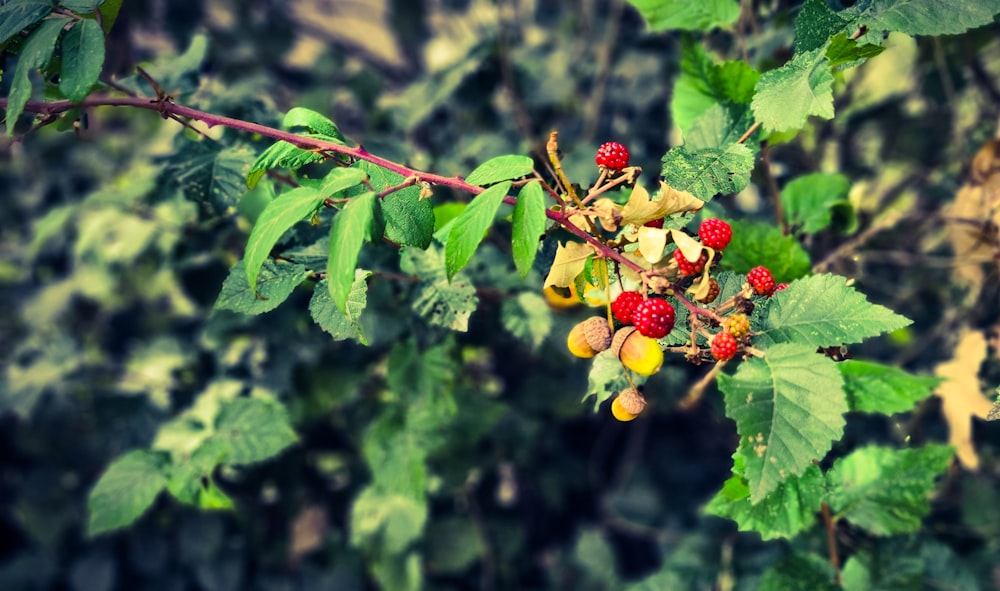 frutos redondos vermelhos e amarelos