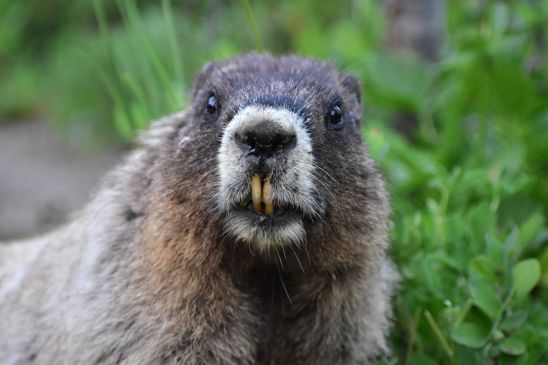 travelers stories about Wildlife in Mount Rainier National Park, United States