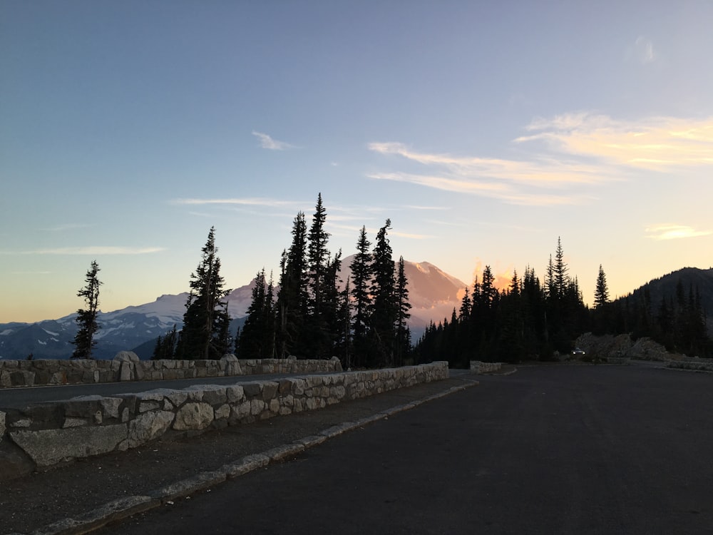 green pine trees near mountain during daytime