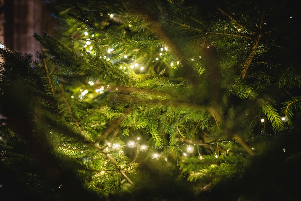 green and brown tree with string lights