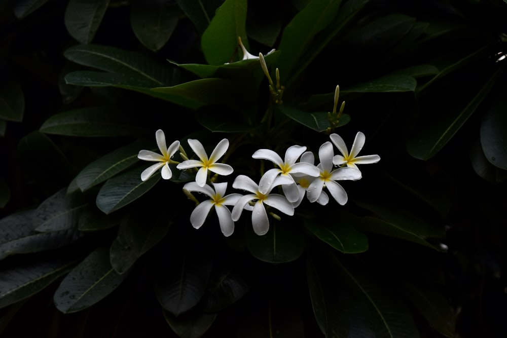 white and yellow flower with green leaves