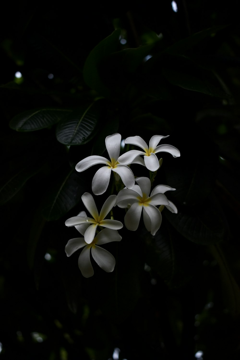 fiore bianco e giallo nella fotografia ravvicinata