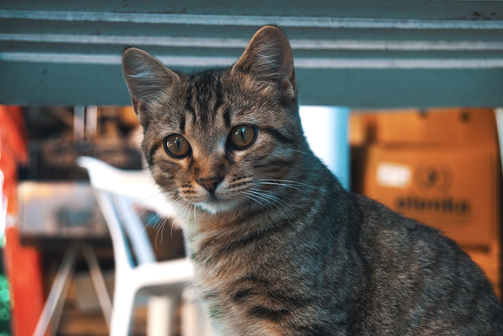 brown tabby cat on white chair