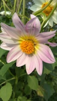 A close-up of a blooming flower, showcasing its vibrant colors.