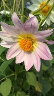 A close-up of a blooming flower, showcasing its vibrant colors.