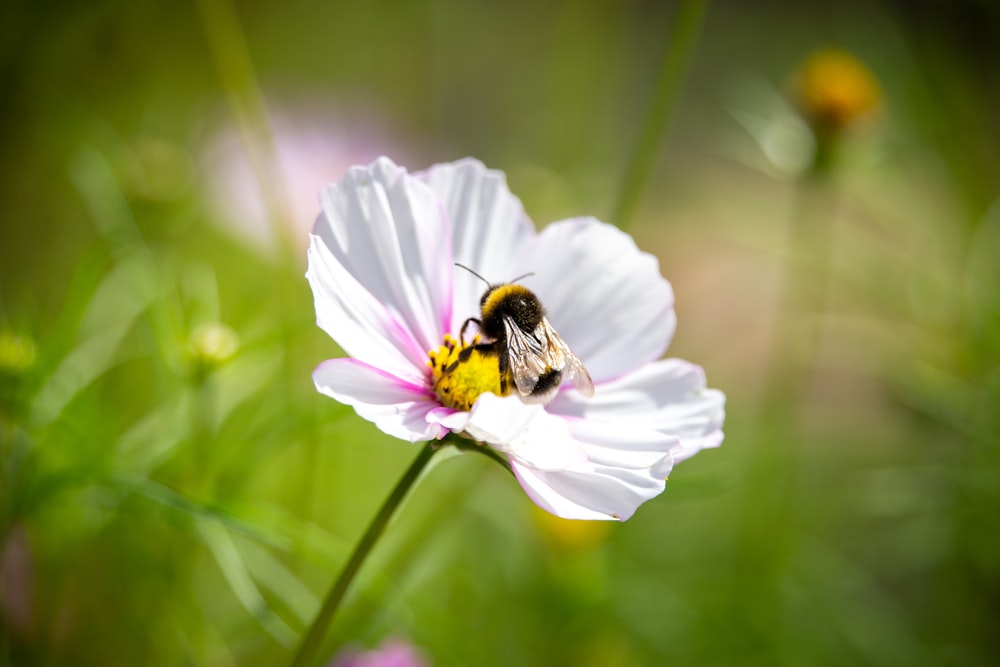 abeja negra y amarilla sobre flor blanca