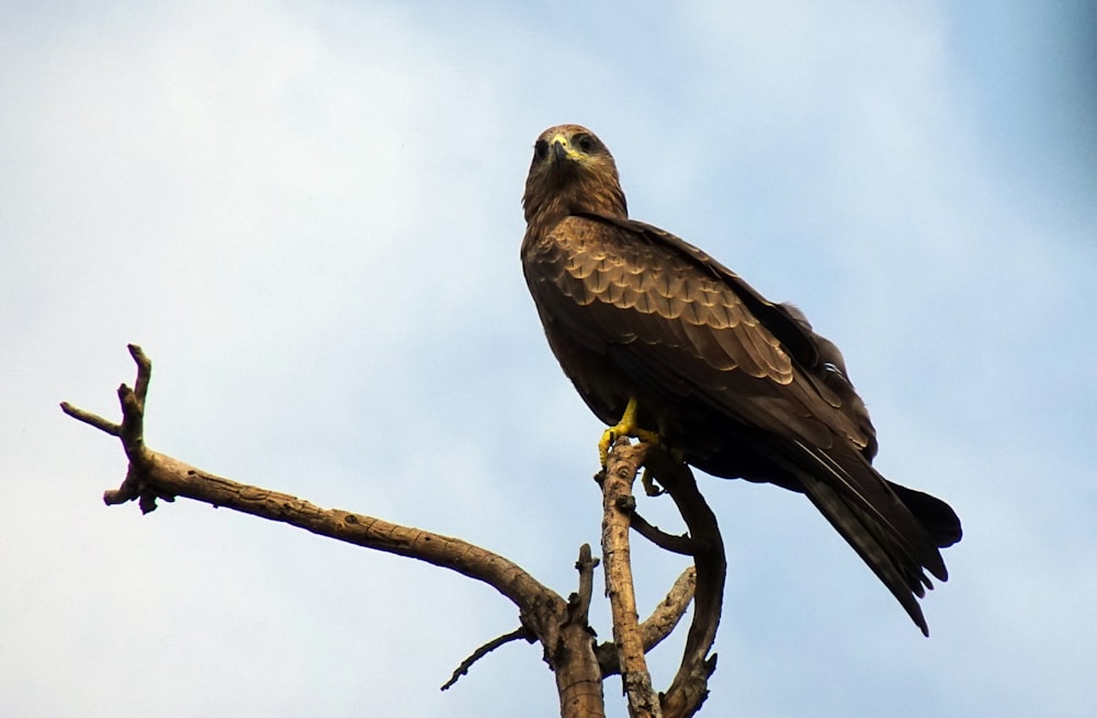 aquila marrone e bianca sul ramo marrone dell'albero