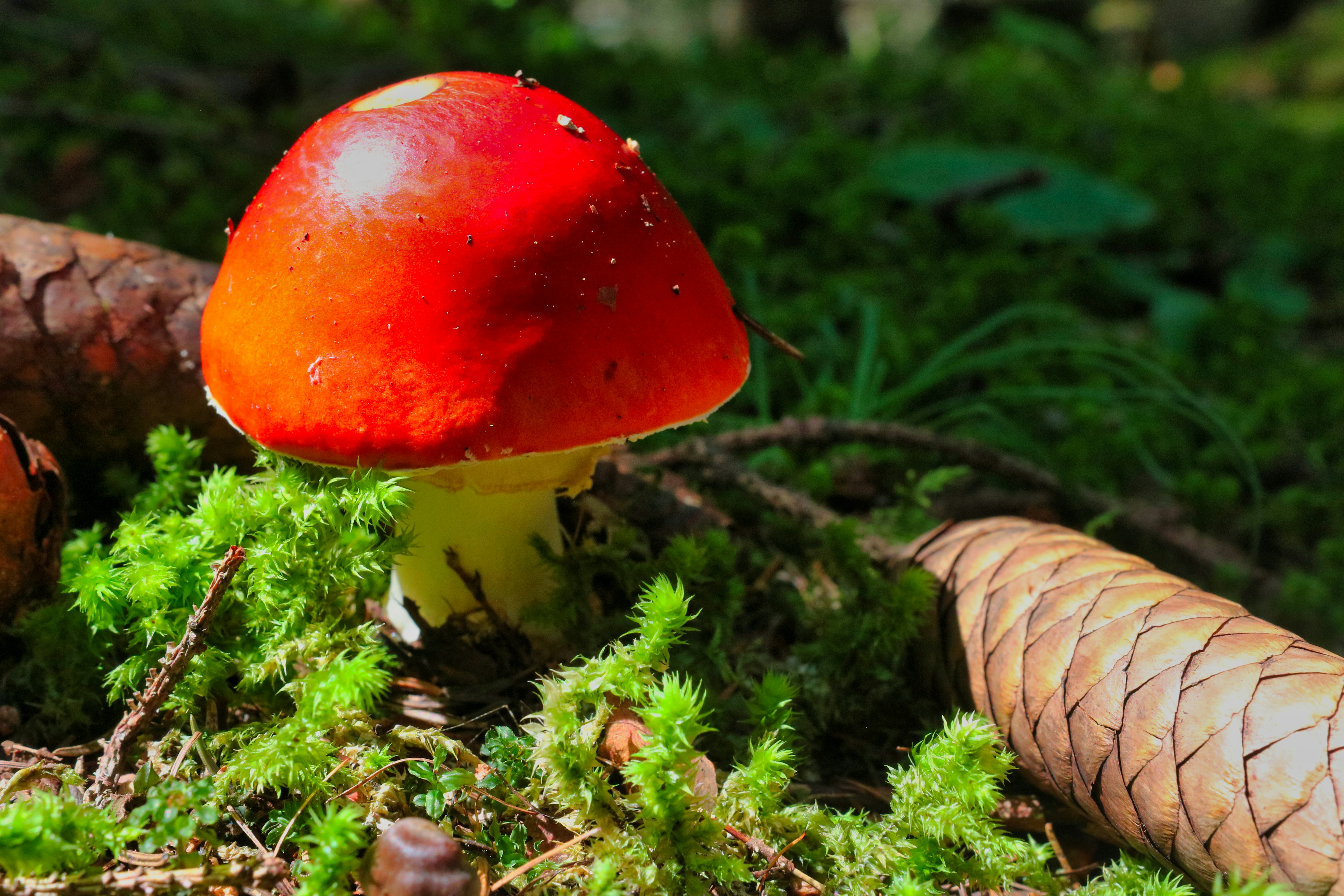 Photo by alessandro33