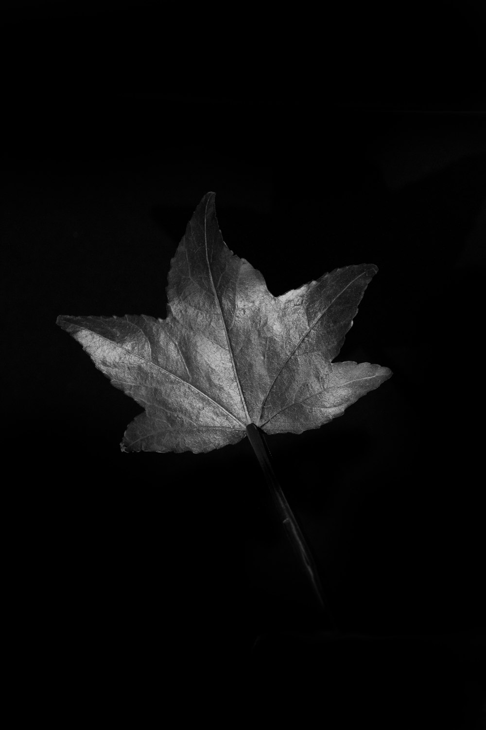 black maple leaf on black background