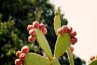 A close-up view of a prickly pear cactus with flat green pads and clusters of ripe, reddish-orange fruit. The background consists of blurred greenery, suggesting a natural setting.