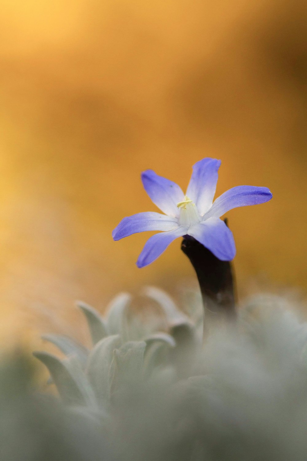 white flower in macro lens