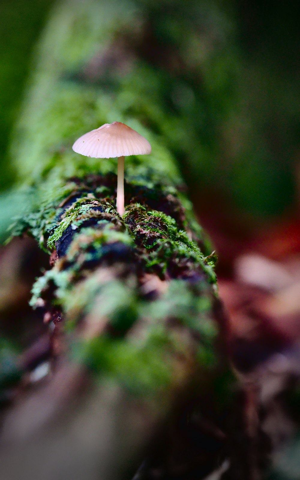 white mushroom on green moss