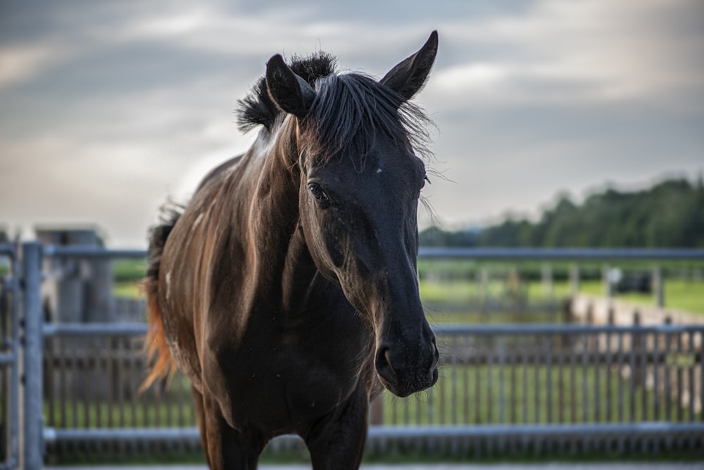 brown horse standing on green grass field during daytime