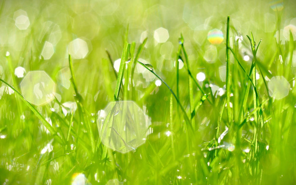 緑の芝生の水露