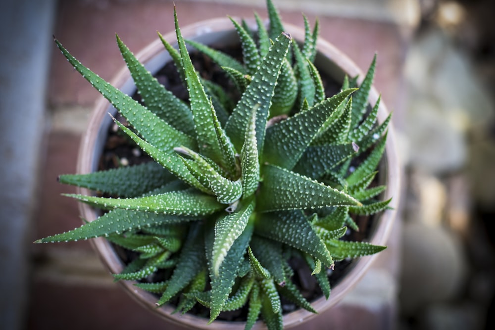 una pequeña planta en maceta con hojas verdes