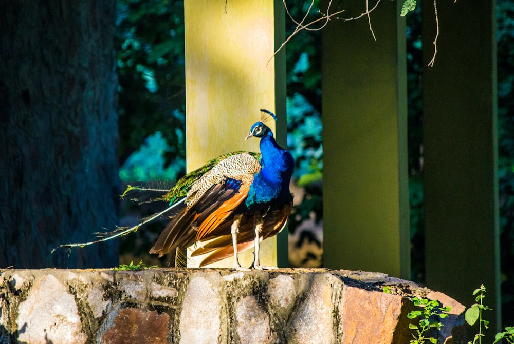 peacock on brown concrete surface during daytime