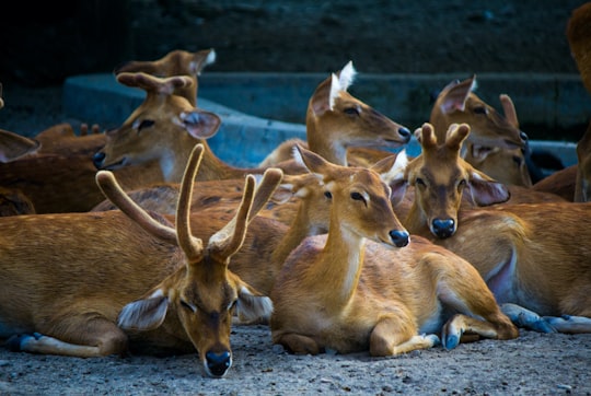 brown deer on gray sand during daytime in Sariska National Park India