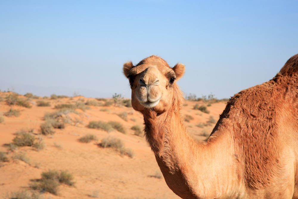 chameau brun sur un champ brun pendant la journée