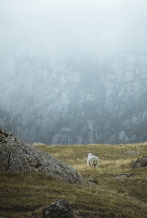 white sheep on green grass field during daytime