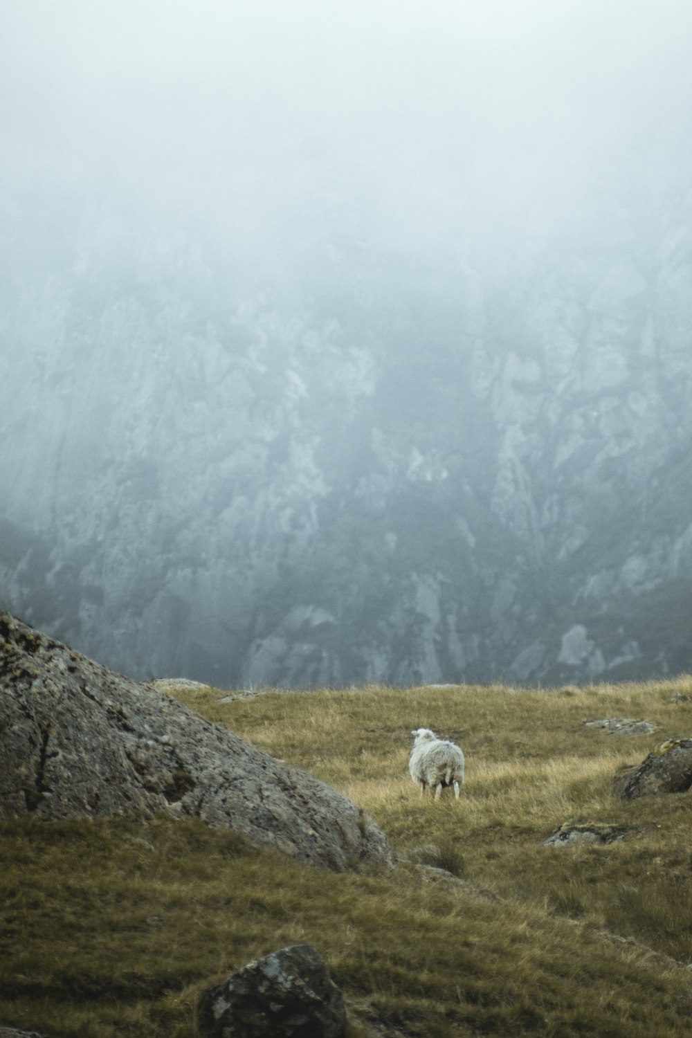 moutons blancs sur un champ d’herbe verte pendant la journée