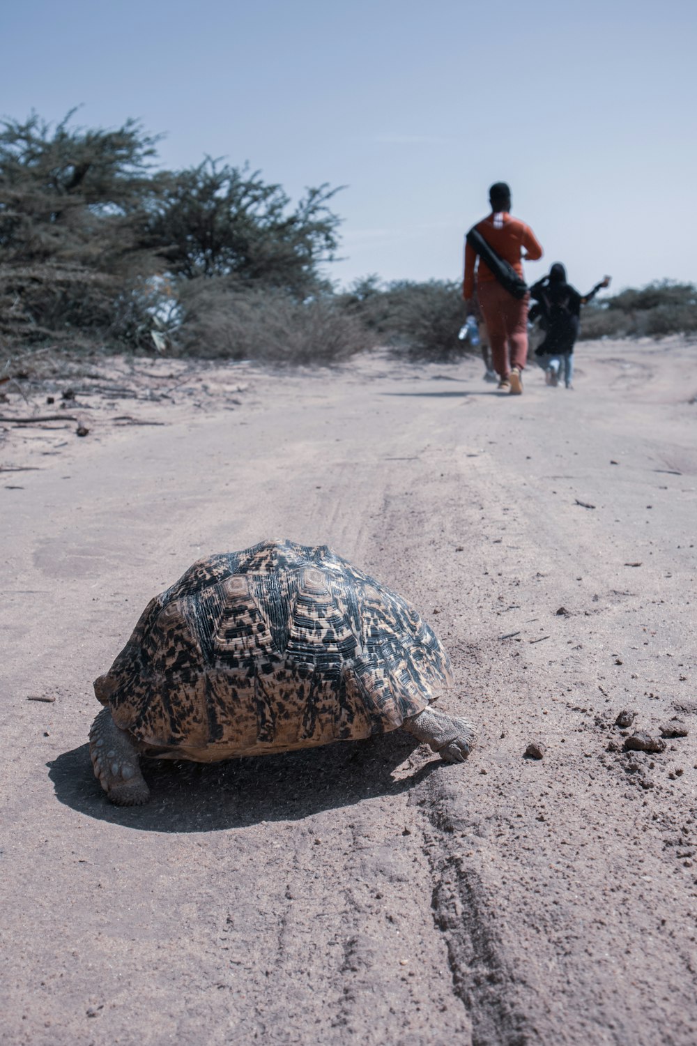 brown turtle on brown sand during daytime