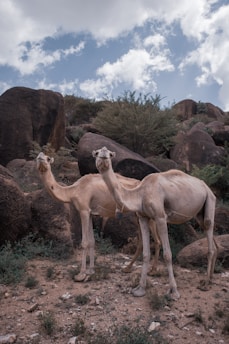 three brown camels on brown grass field during daytime
