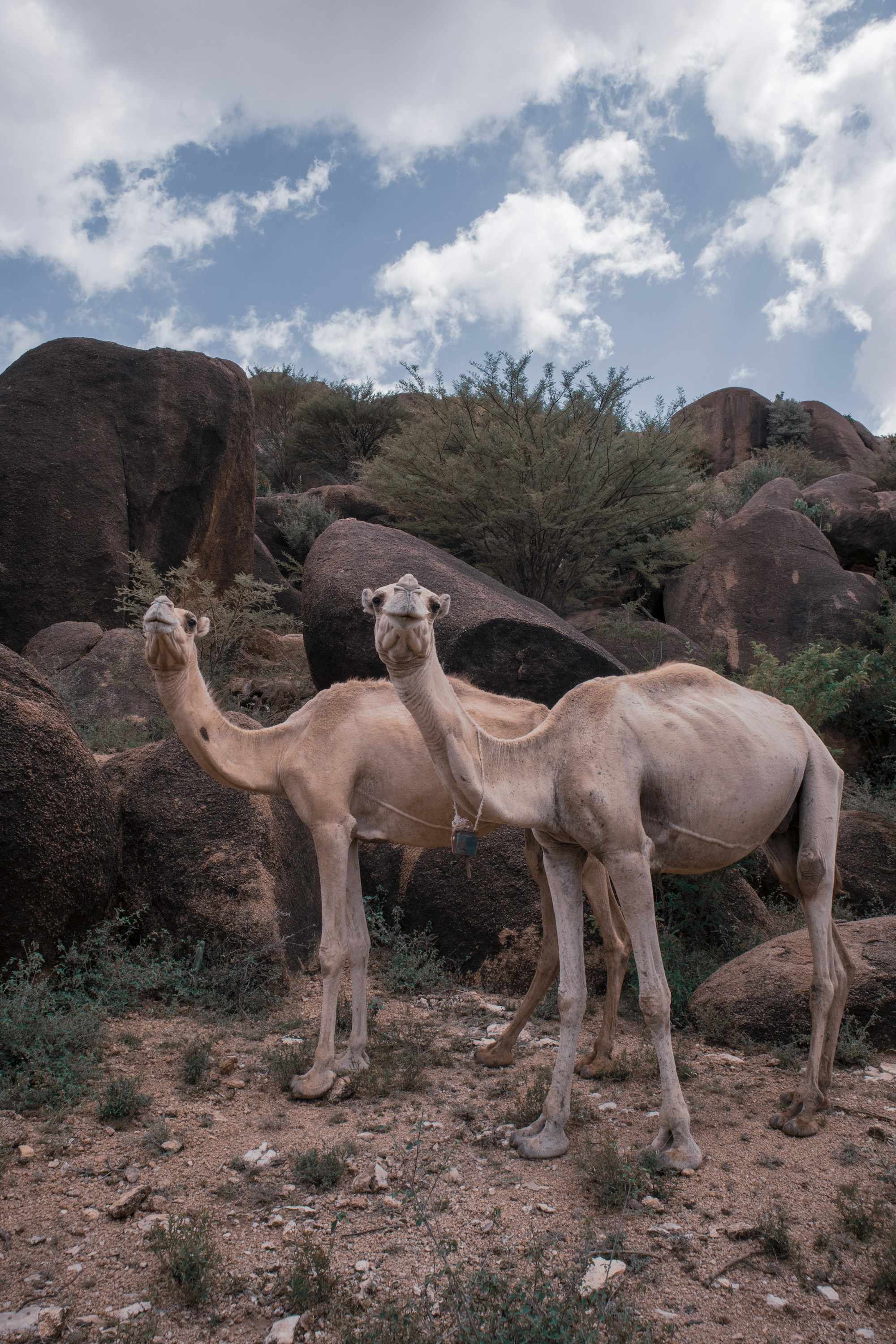 What to See in Somalia: A Travel Guide