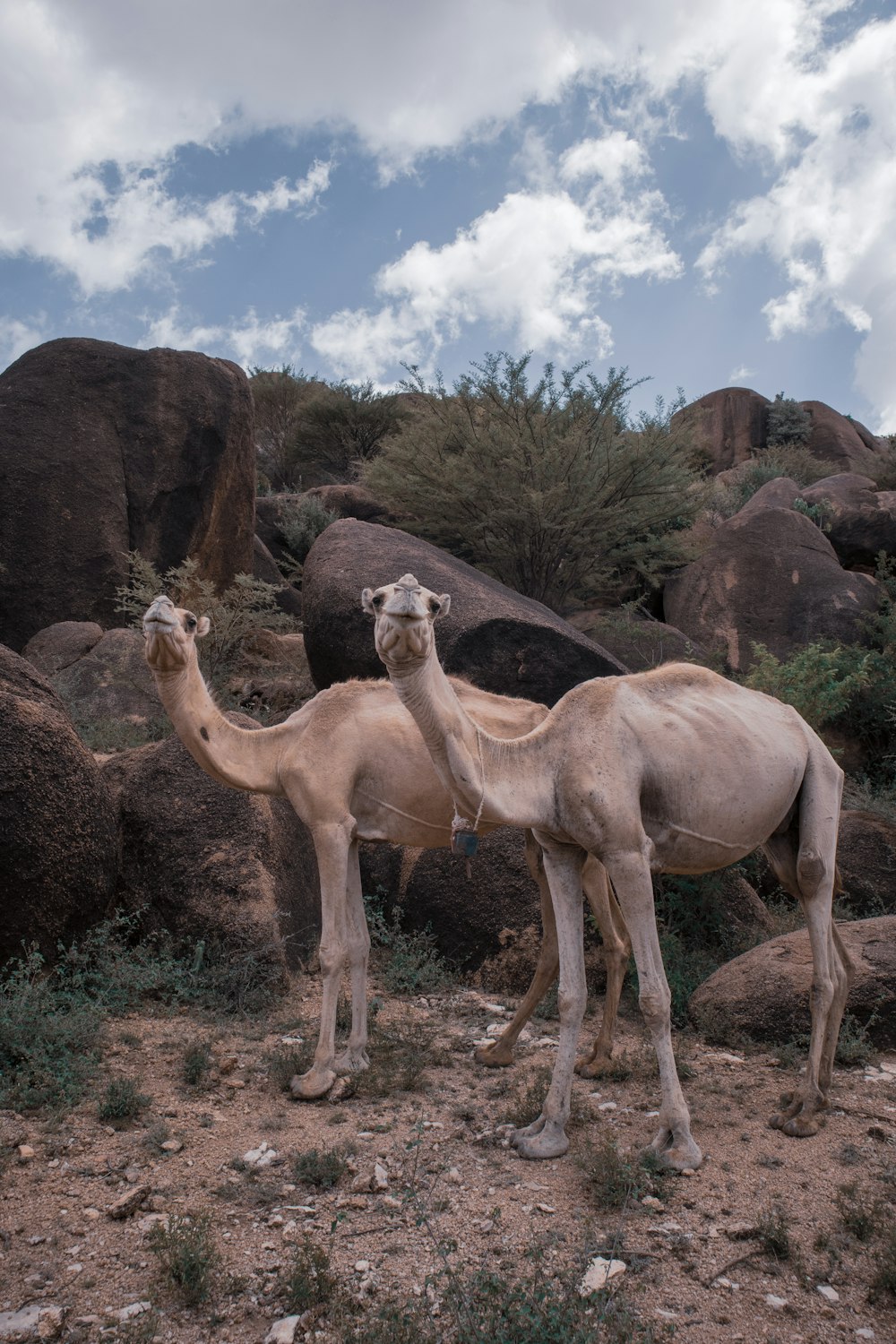 Tres camellos marrones en un campo de hierba marrón durante el día