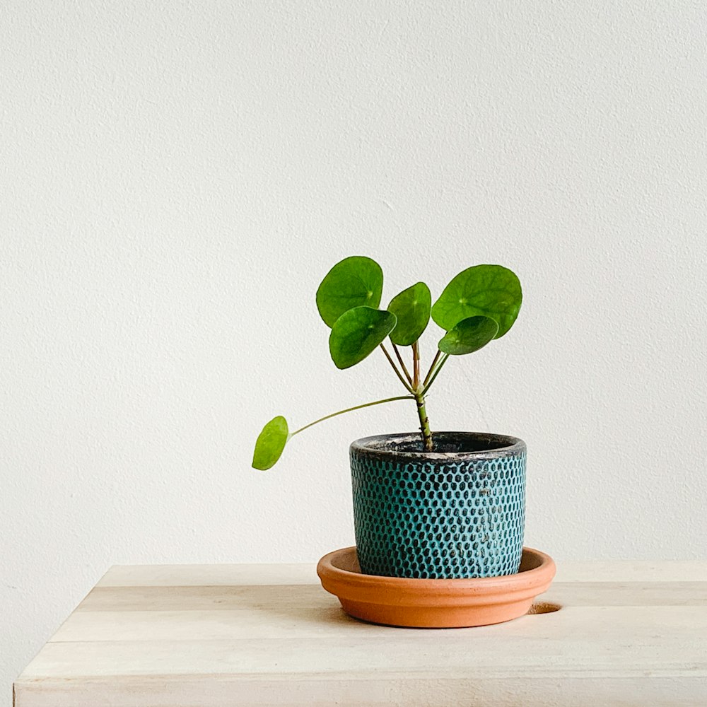 plante verte sur pot en céramique bleue