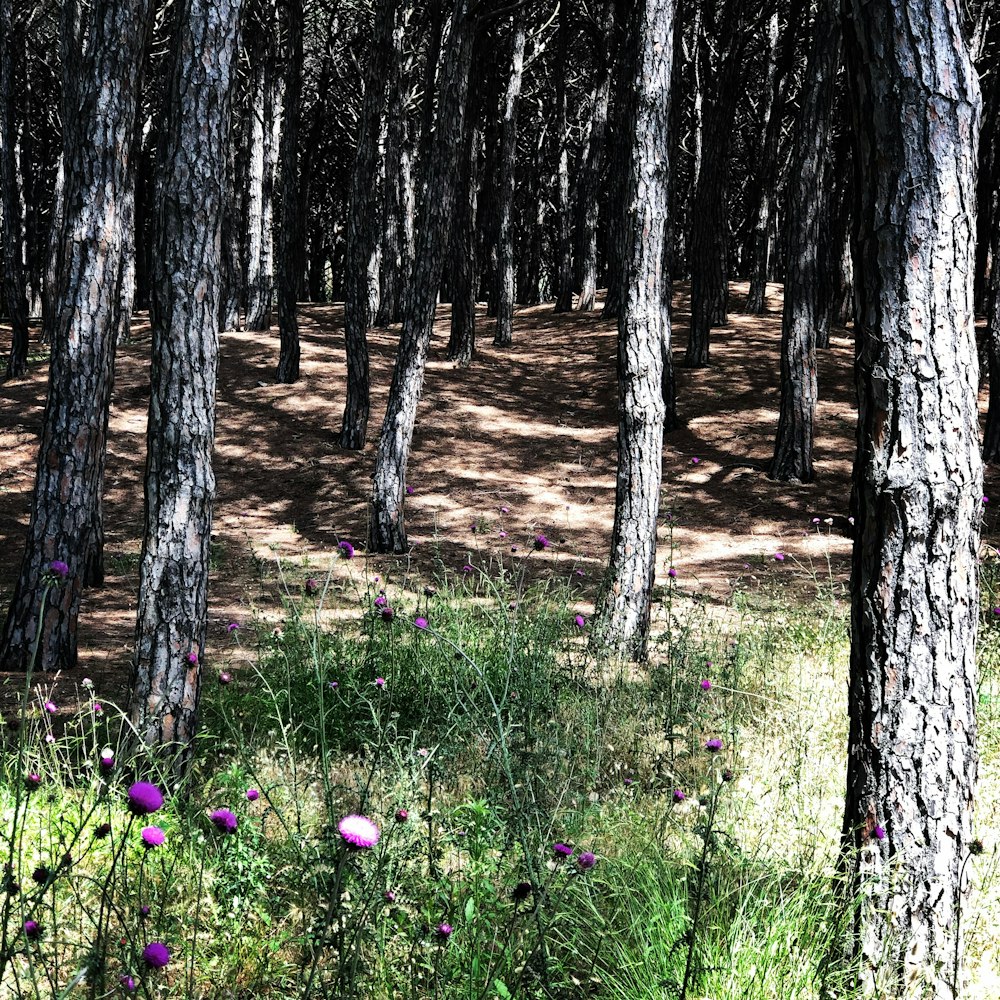 purple flower beside brown tree trunk