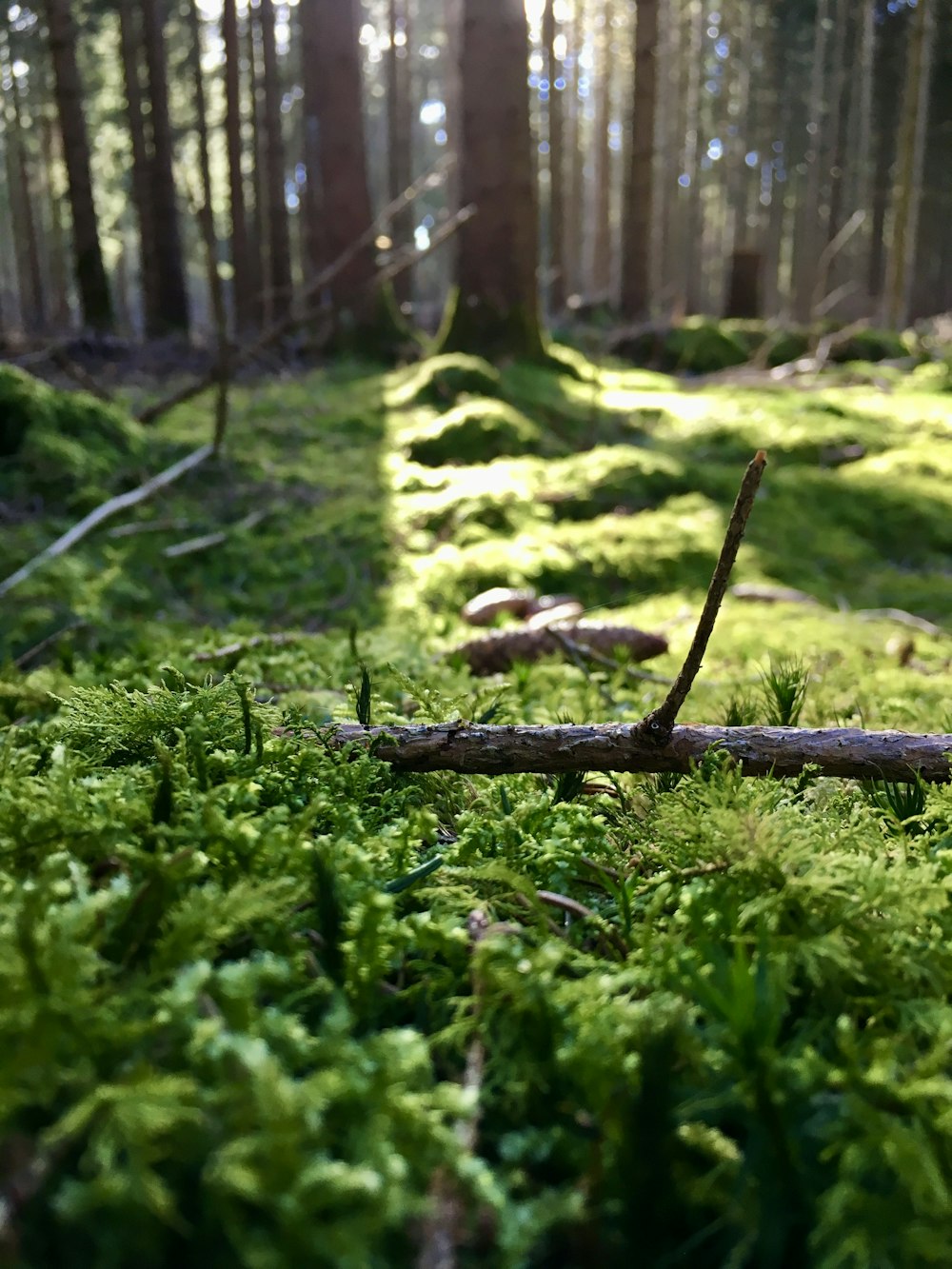 brown wood stick on green grass during daytime