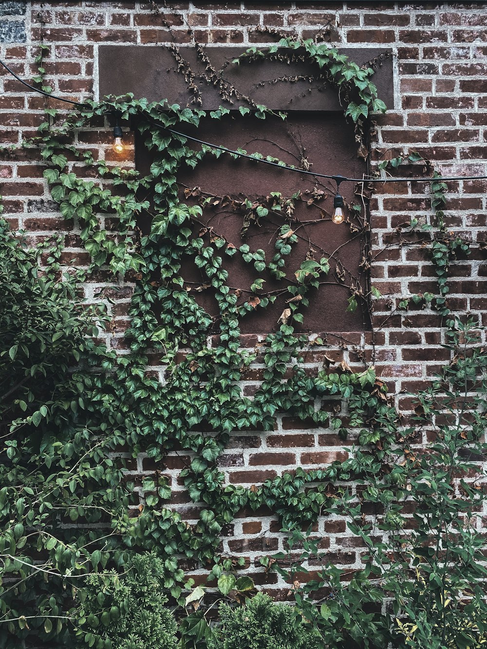 green vines on brown brick wall