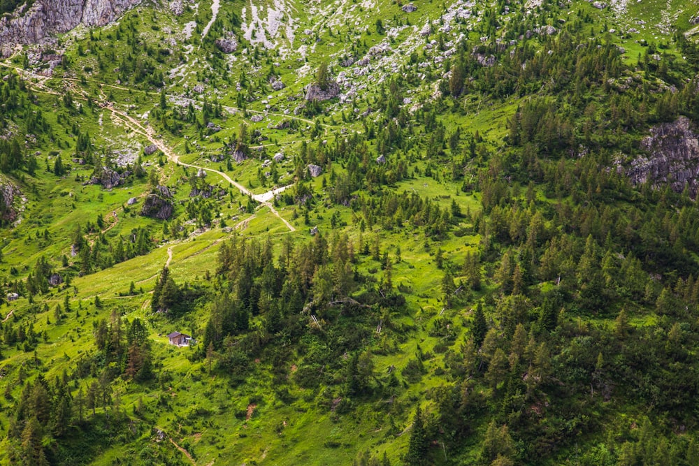 green trees on green grass field during daytime