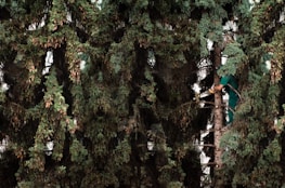 A person using a chainsaw to trim branches while climbing a large evergreen tree, surrounded by dense foliage.