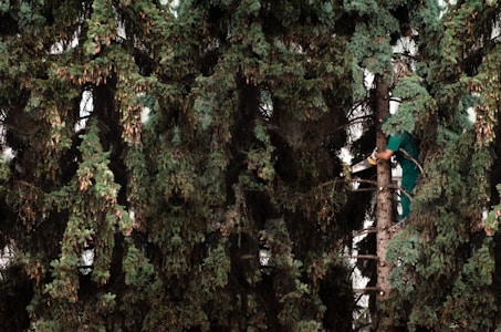 A person using a chainsaw to trim branches while climbing a large evergreen tree, surrounded by dense foliage.
