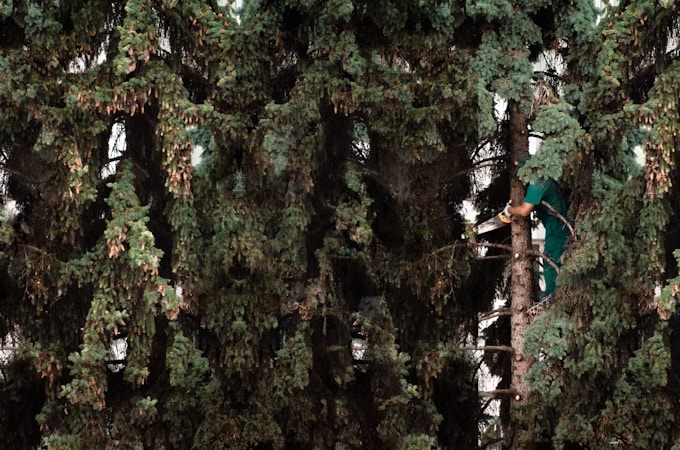 Essential Tips for Tree Trimming and Storm Clean-Up Services