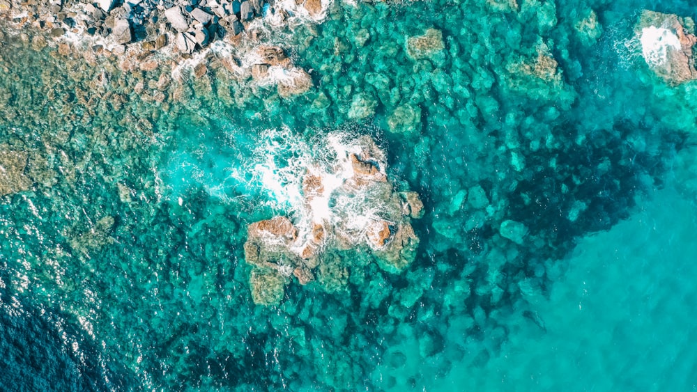 white and brown coral reef