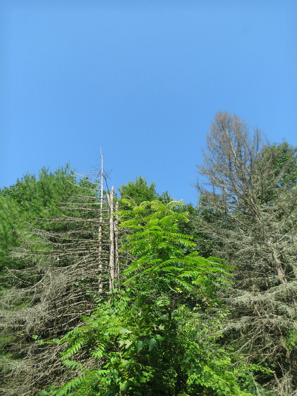 green trees under blue sky during daytime