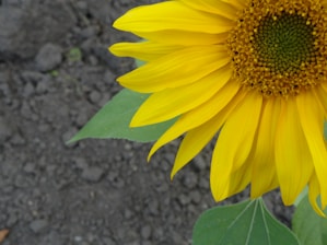 A vibrant yellow sunflower is prominently displayed on the right side, with its green leaves visible beneath. The sunflower's textured brown center contrasts with the smooth, bright yellow petals. In the background, there is a patch of dark, barren soil.