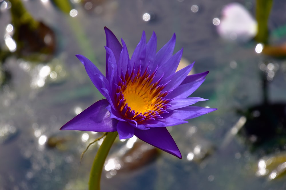 purple flower in water during daytime