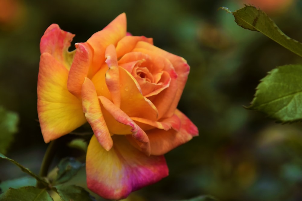 yellow and red rose in bloom during daytime