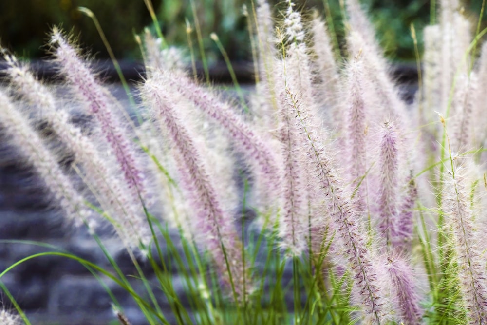 white and purple flower field during daytime