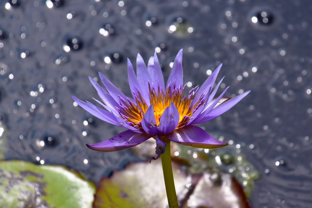 purple flower on water during daytime