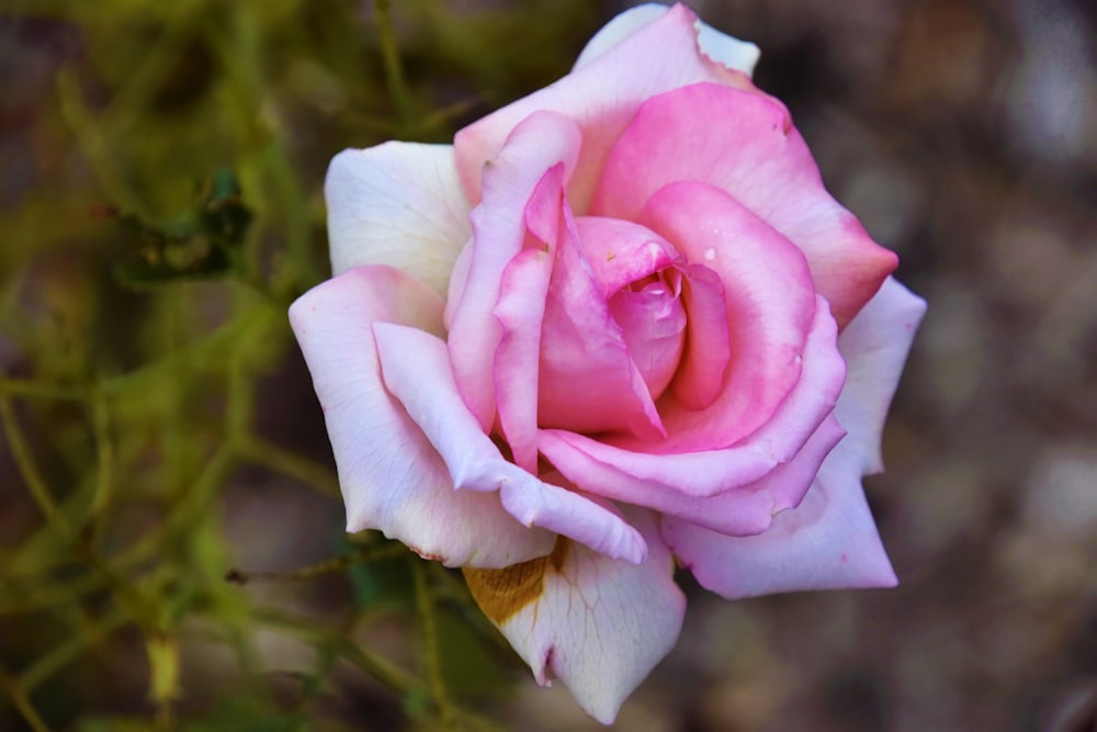 pink rose in bloom during daytime