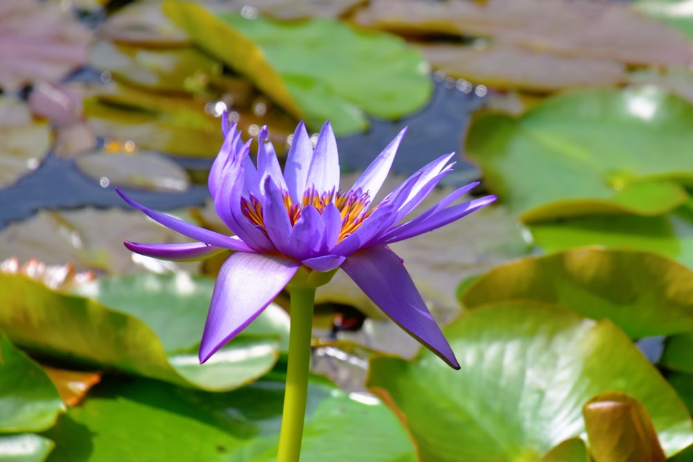 purple waterlily in bloom during daytime